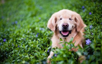 Genome surgery to prevent blindness